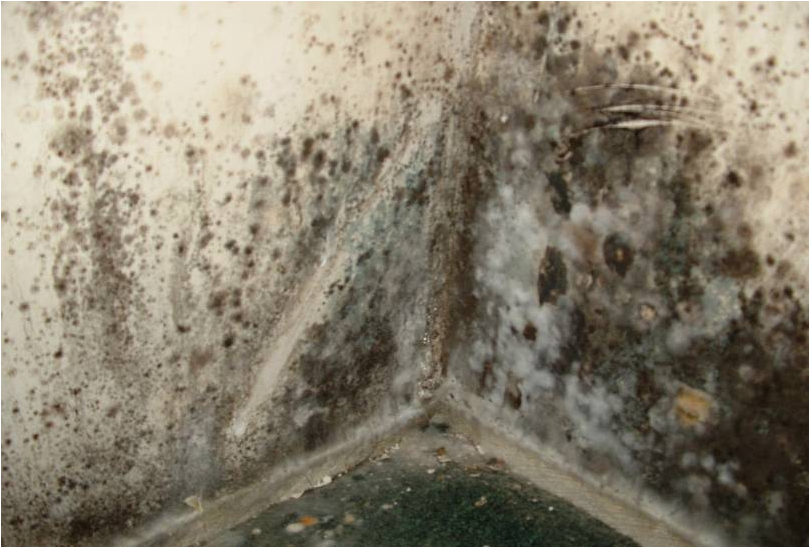 Get Rid of Mold Ann Arbor MI. Winter mold growth