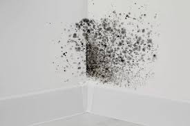 Home Mold Remediation Ann Arbor | Mold Removal Ann Arbor