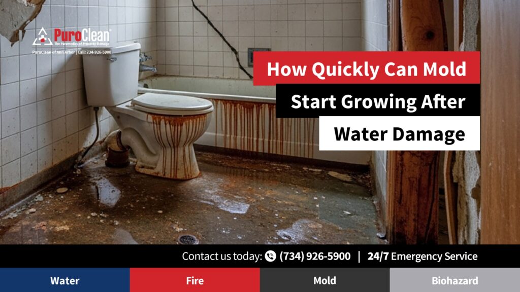 Mold After Water Damage;
