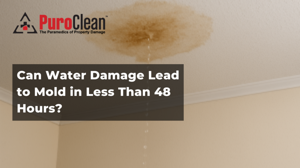 Can Water Damage Lead to Mold in Less Than 48 Hours?