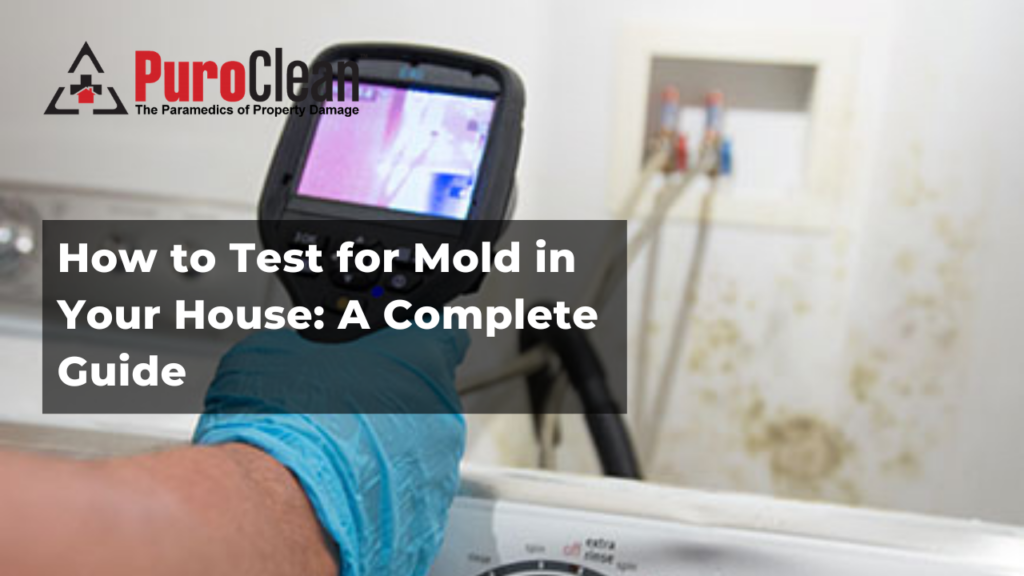 How to Test for Mold in Your House: A Complete Guide