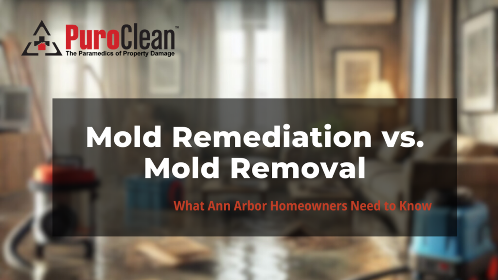 Mold Remediation vs Mold Removal
