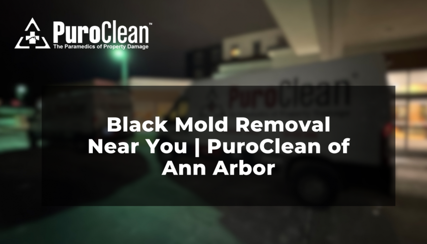 Black Mold Removal Near You | PuroClean of Ann Arbor