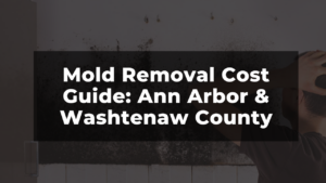 Mold Removal Cost