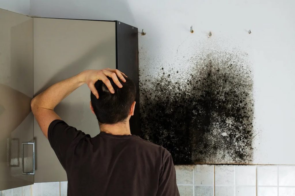 Mold Removal in Martinez