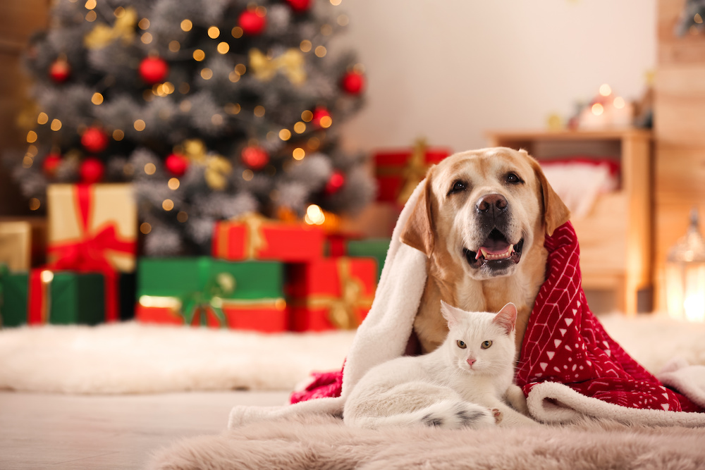 Big yellow lab and white cat together under a blanket in room decorated for Christmas