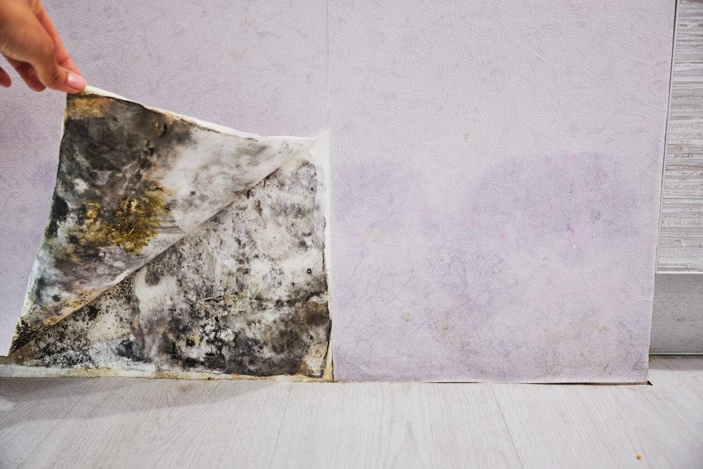 Mold and Mildew