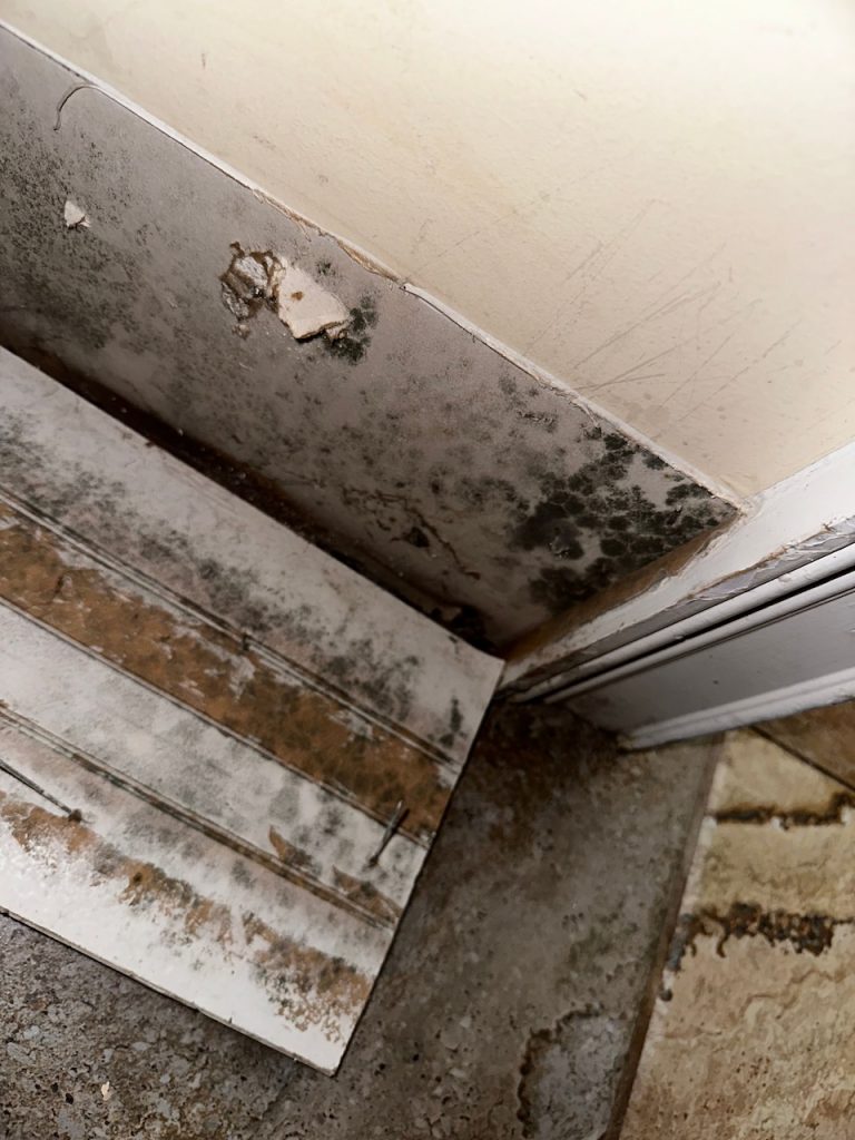 Mold spread throughout a wall.