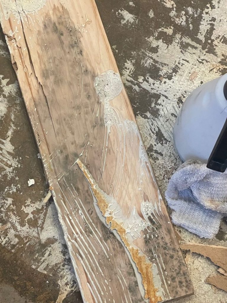 some wood floors were infested with mold