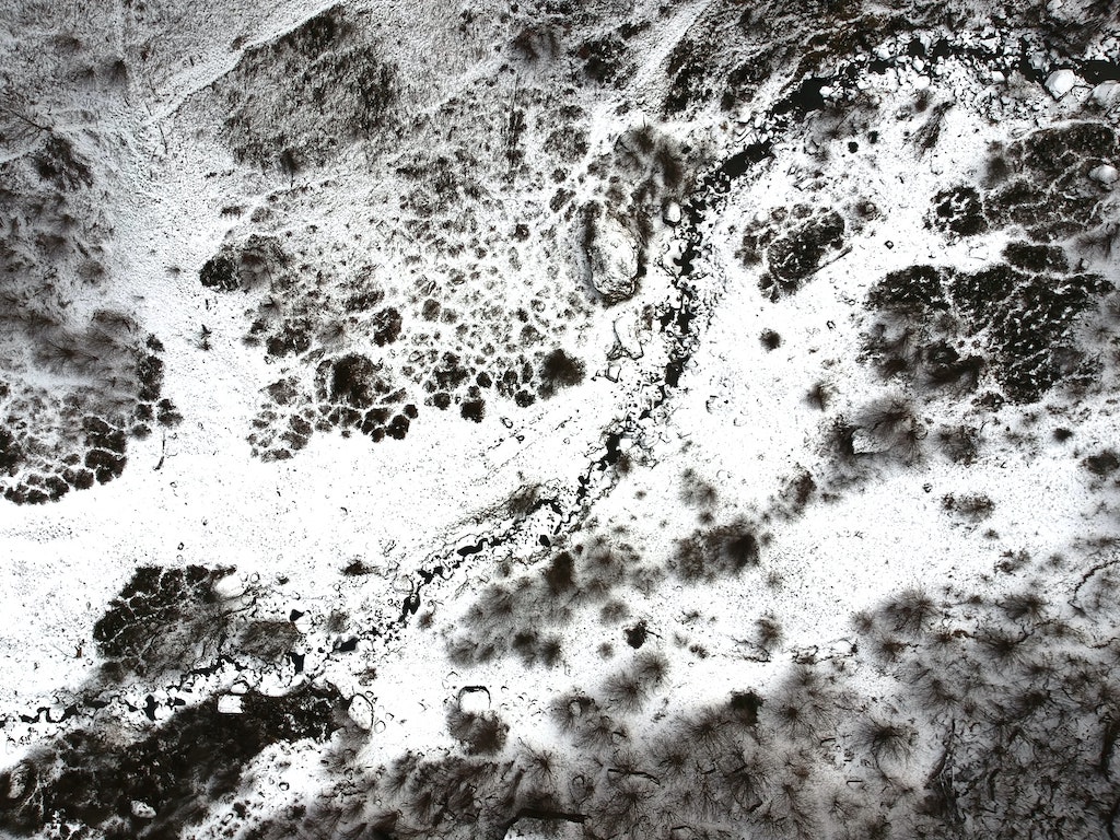 Close-up view of various mold types on a surface, showcasing their distinct textures and patterns.