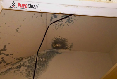 mold treatment
