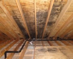 before shot of attic mold