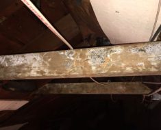 Mold on Beams in attic