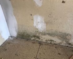 mold at the bottom of the wall Puroclean of auburn