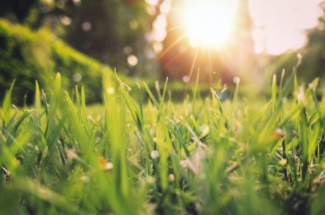 Spring picture of grass