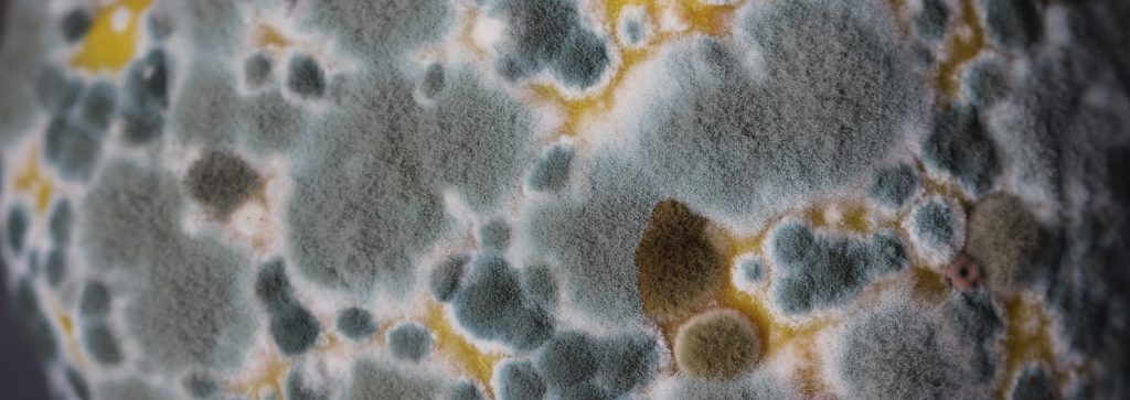 Mold on Citrus