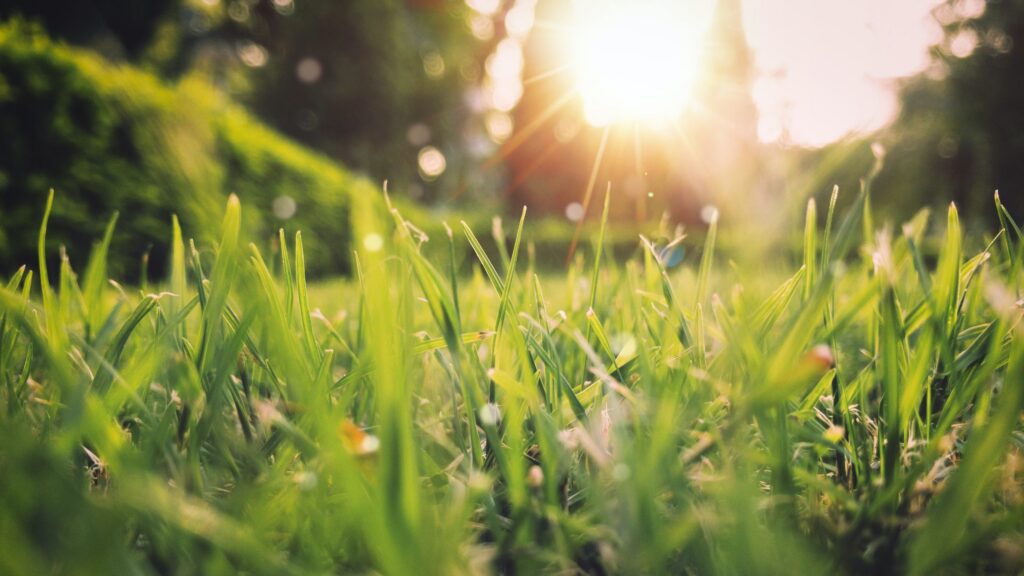 Spring picture of grass