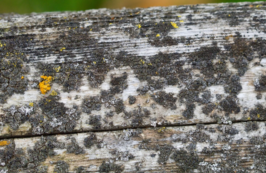 What Kills Mold Permanently on Wood (How to Remove it)