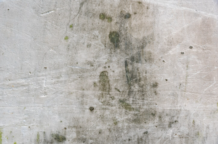 Mold Remediation Service in Brunswick