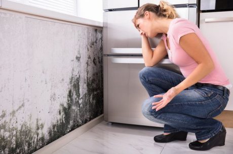 Professional Mold Remediation in Harpswell