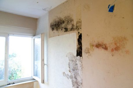How to Detect Mold in Walls