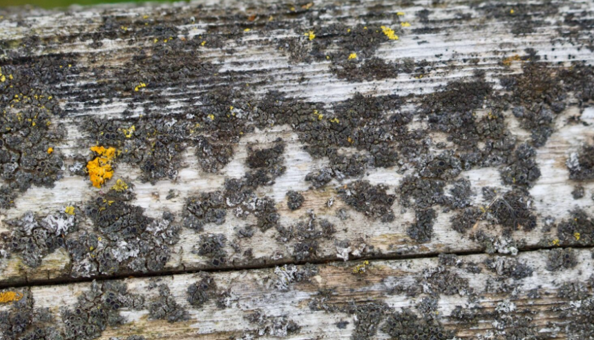 What Kills Mold Permanently on Wood (How to Remove it)
