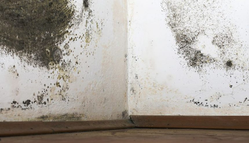 The Psychological Effects of Living in Mold-Infested Homes
