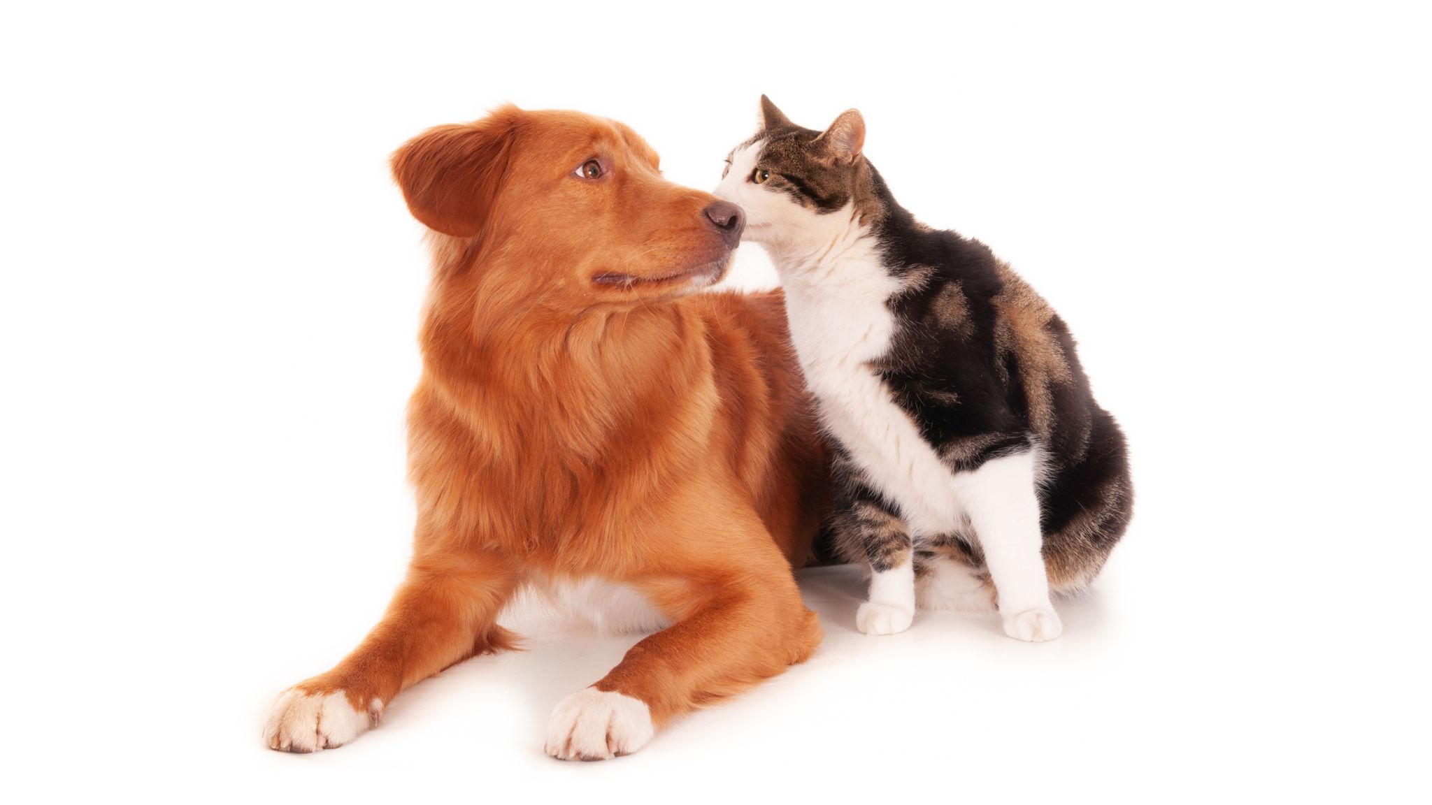 Protecting Your Pets: The Hidden Dangers of Mold Exposure