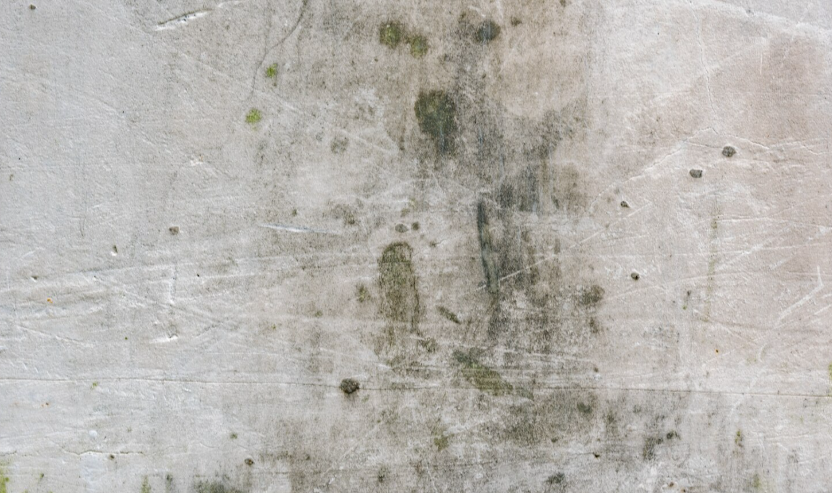 Mold Remediation Service in Brunswick