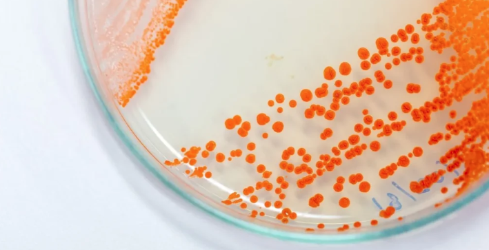 Pink Mold in Bathrooms: What is it & How to Get Rid of It in Maine