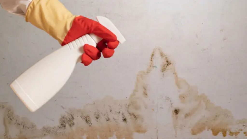 How to Prevent Mold Growth After a Flood