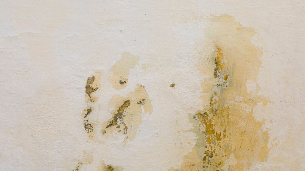 Mold Inspection And Remediation Service in Lewiston, Maine