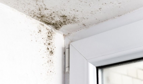 How Humidity and Poor Ventilation Leads to Mold Growth