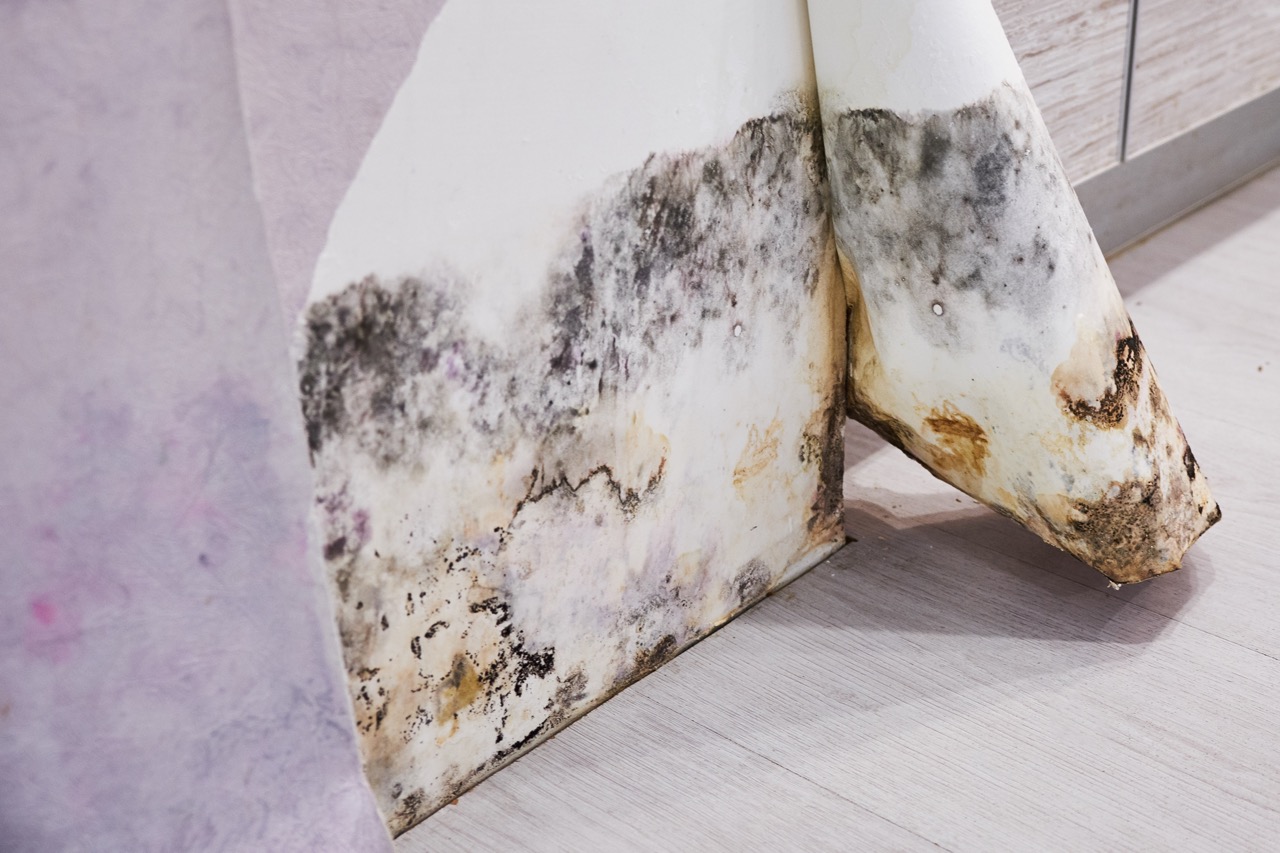 Mold Remediation 101 – Act fast: Avoid the dangers of mold and keep your peace of mind!