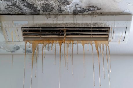 mold damage