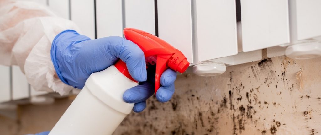 mold removal techniques