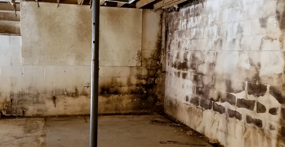basement mold removal