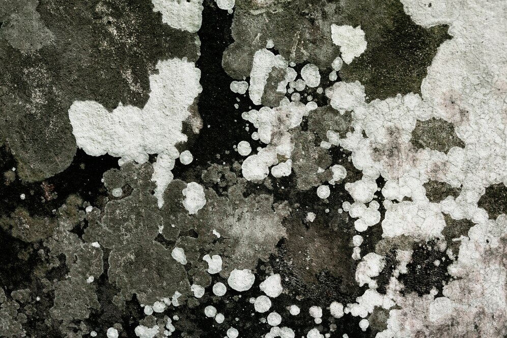 mold removal near me