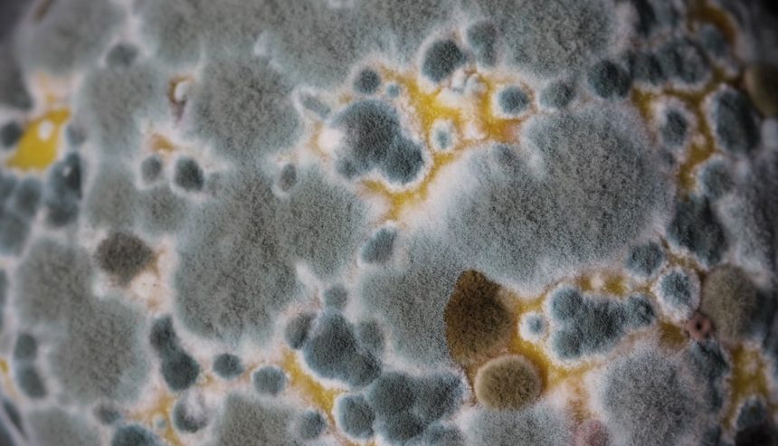 Mold Toxicity