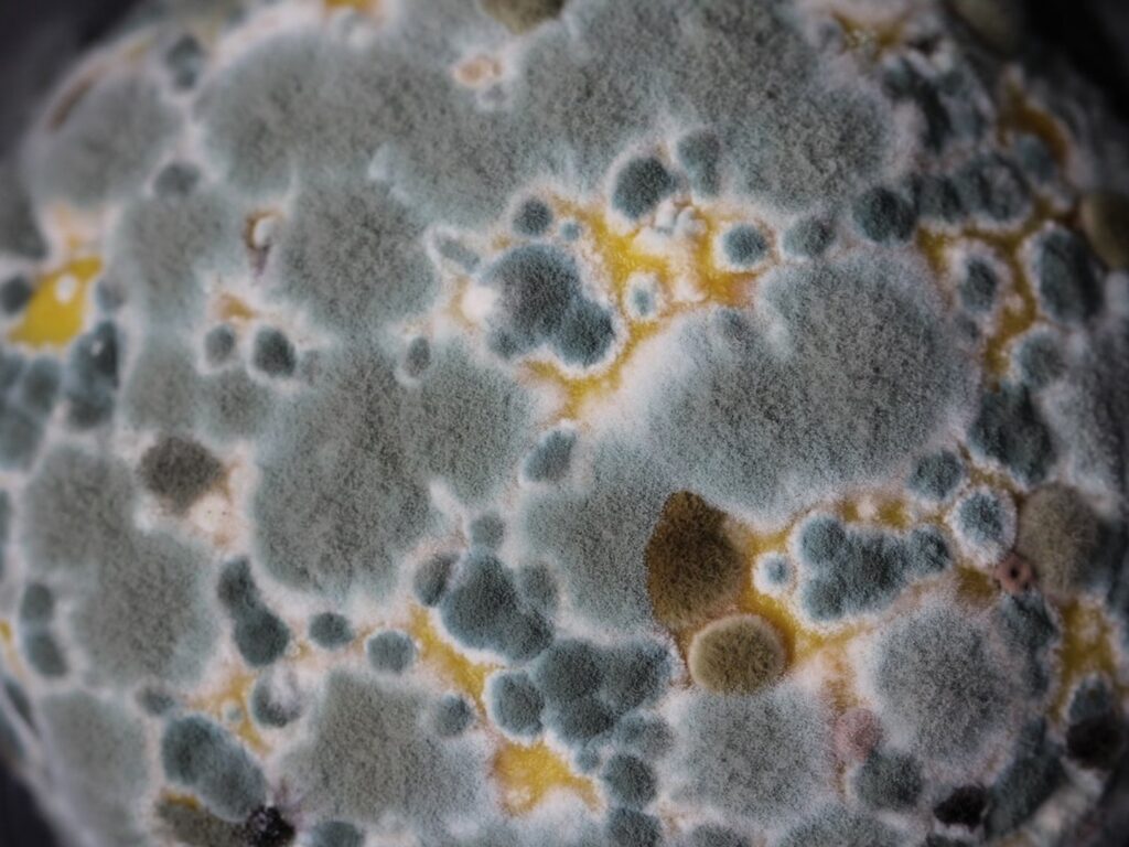 Mold Toxicity