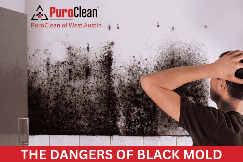Black mold in Barton Creek