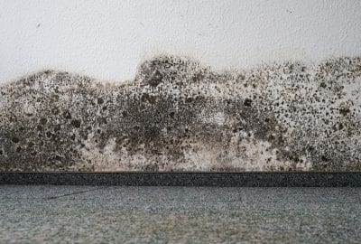 Mold remediation Florida