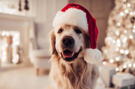 Golden retriever wearing a Santa hat with a white living room and Christmas tree in the background