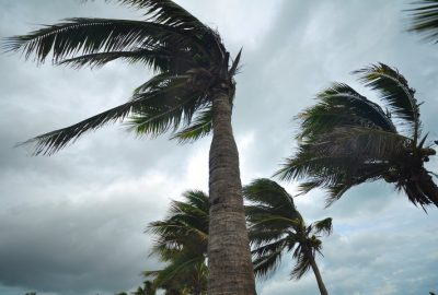 Palm trees have adapted to surviving strong hurricane winds.