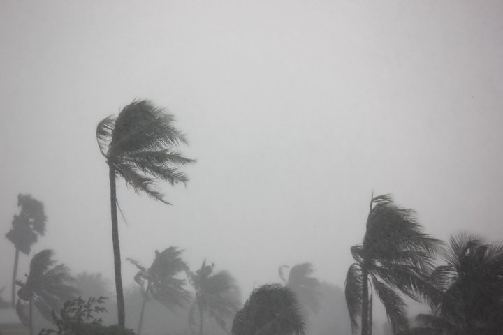 A heavy storm causes palm trees to shift.