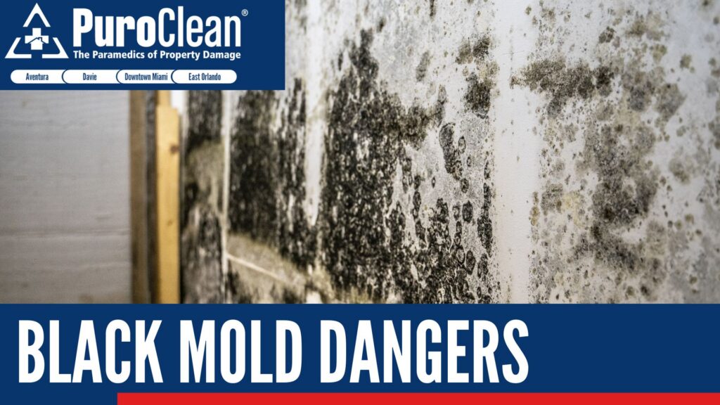 Black Mold