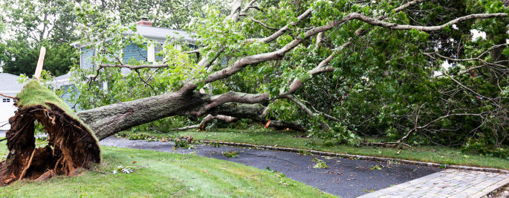 Tree knocked down. Storm damage restoration is significant in spring.