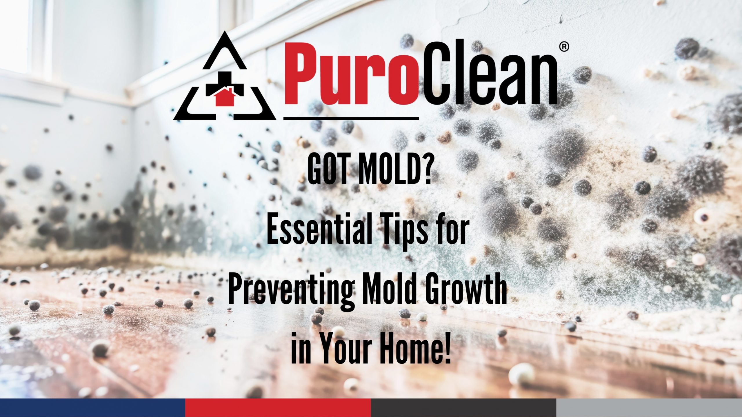 GOT MOLD? Essential Tips for Preventing Mold Growth in Your Home!