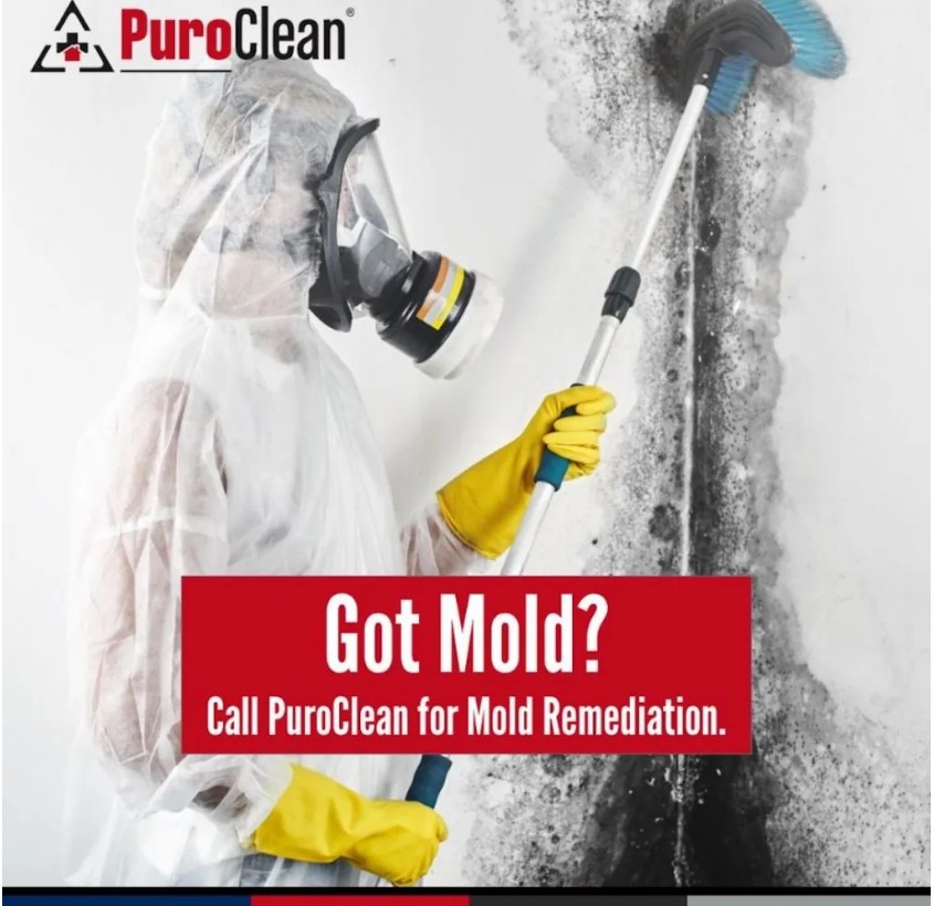 How to Spot, Prevent, and Deal with Mold in Your Home - PuroClean ...