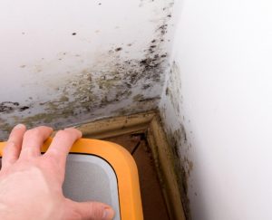 Why Choose PuroClean Certified Restoration Specialists for Mold Remediation